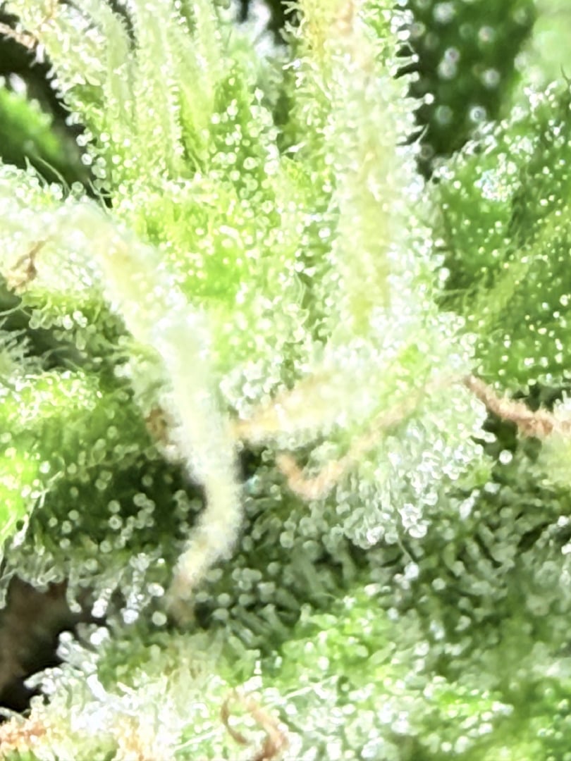 Northern Lights Auto(1)