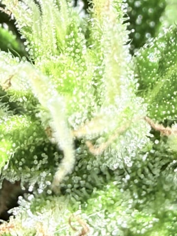 Northern Lights Auto(1) — flower, day 1