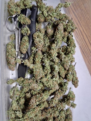 Blueberry Muffin  — done, day 17