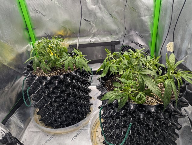 Titan F1 grow  — vegetative, day 32