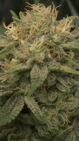 lilac diesel Rbx2 — flower, day 111