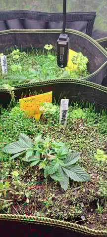 First Grow with the new setup  — vegetative, day 23