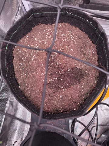 Vanna's Vanilla — germination, day 6