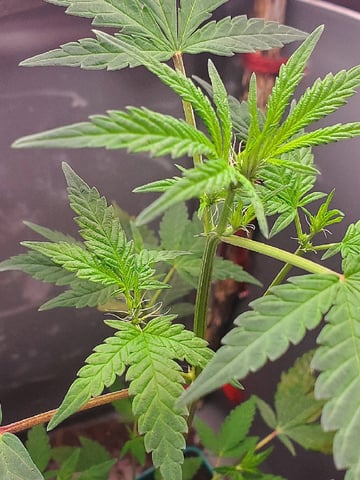 Plant 10A — flower, day 61