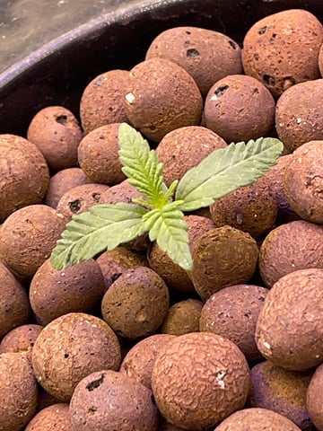 1st Ever Grow (Fat Bastard)(RDWC)  — seedling_rooting, day 13