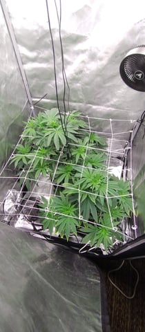 Skunk #1 — vegetative, day 63