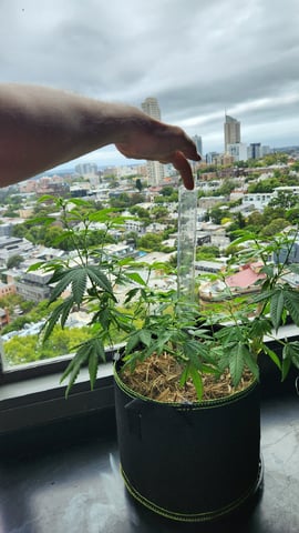 Royal Highness — vegetative, day 71