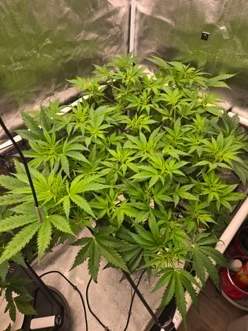 Spider-Farmer Hydro — flower, day 40