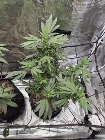 4th Grow — flower, day 80
