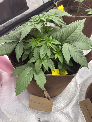 First Grow – Learning Every Day — vegetative, day 3