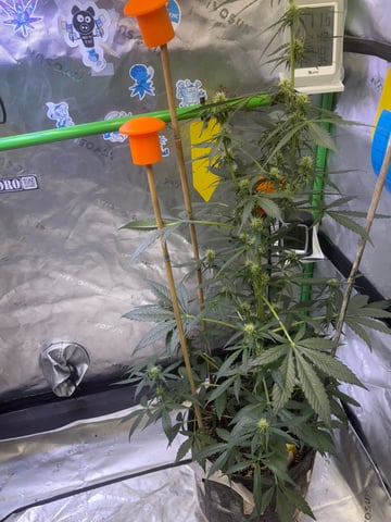 northern Lights “AUTO’S” — flower, day 1