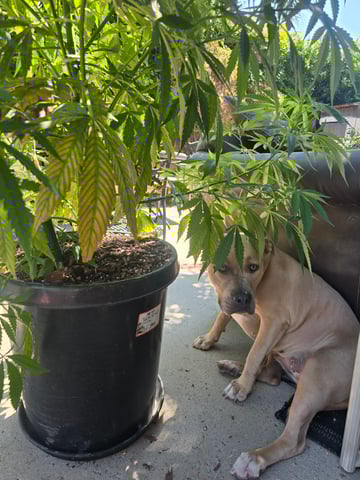 Venice Beach — vegetative, day 50