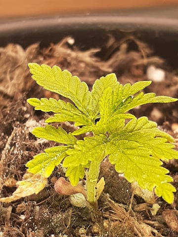Sub Zero#12 Photoperiod Grow — seedling_rooting, day 36
