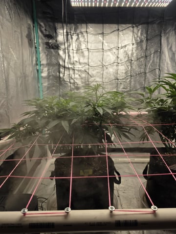 Granny Candy and PLCG — vegetative, day 82