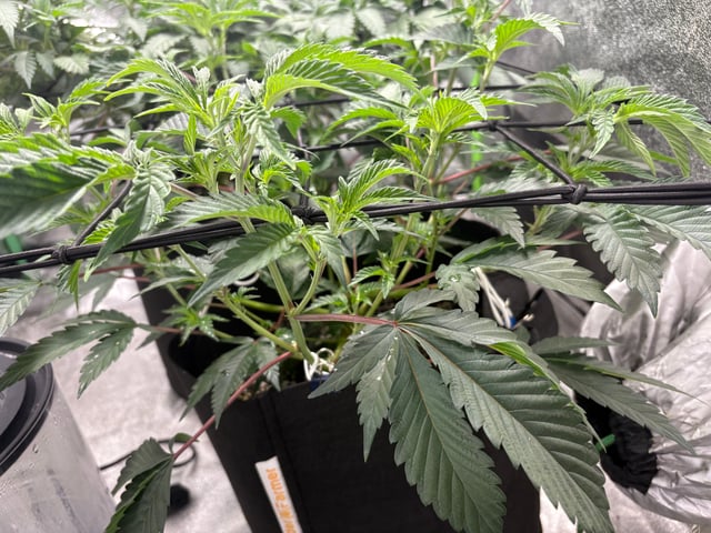 grow tent  — vegetative, day 16