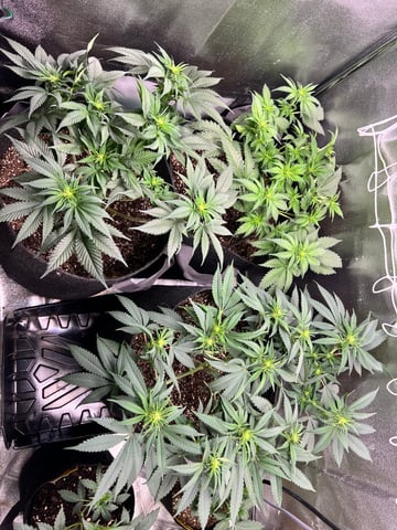 2x4 — flower, day 1