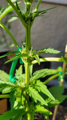 Next attempt  — flower, day 16