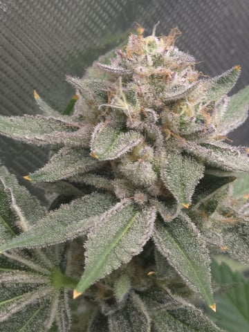Barney's Farm - Cherry Popper — flower, day 114