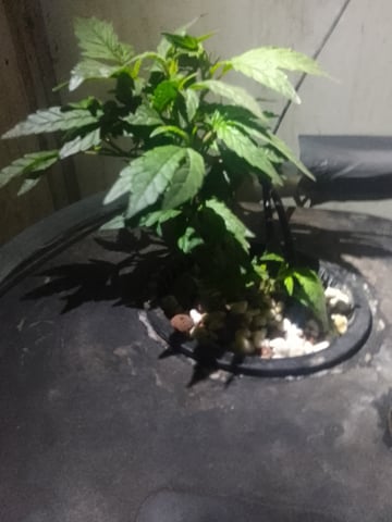 If it's Loose it's got to be a Unicorn.. — vegetative, day 3