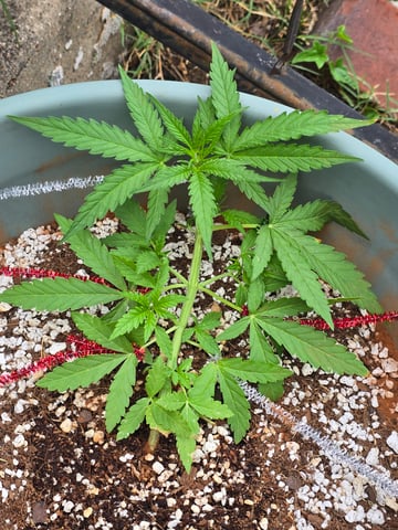 Green Gelato Auto — vegetative, day 26