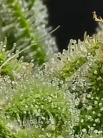 Green Gelato Auto — flower, day 71