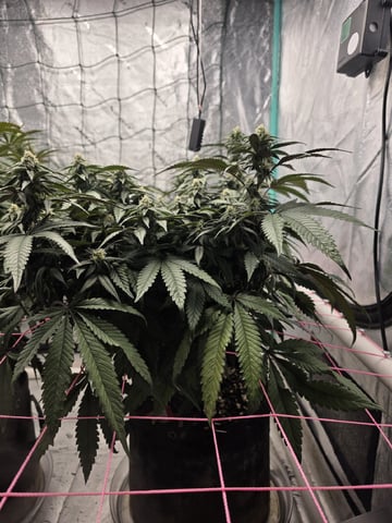 Granny Candy and PLCG