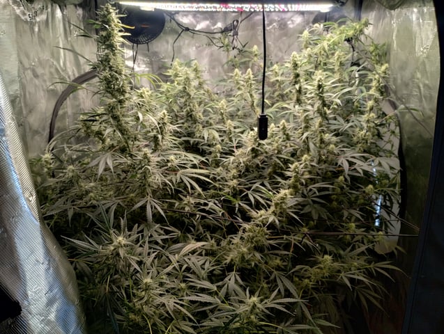 First grow — flower, day 81