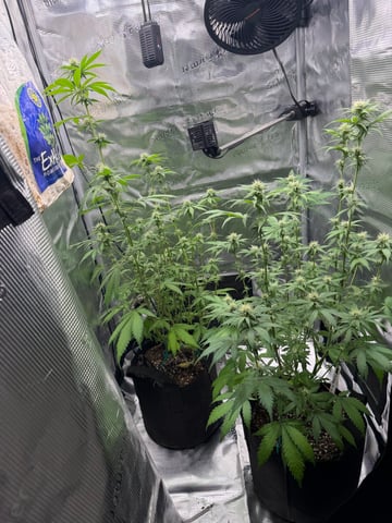  Trying to go big — flower, day 98