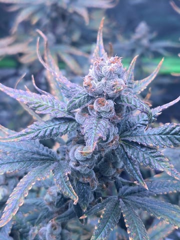 Funk Mountain 2 — flower, day 63