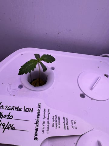 Inside Mother Plants — seedling_rooting, day 12