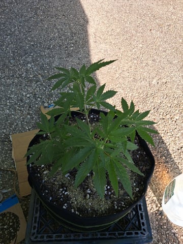 My First Grow — vegetative, day 79