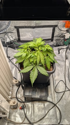 Grow 2 — germination, day 36