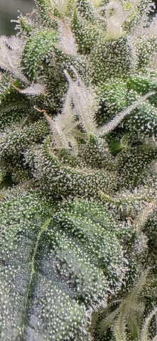 strawberry guava bx — flower, day 3