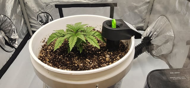 1st grow Dr. Nefario — vegetative, day 21
