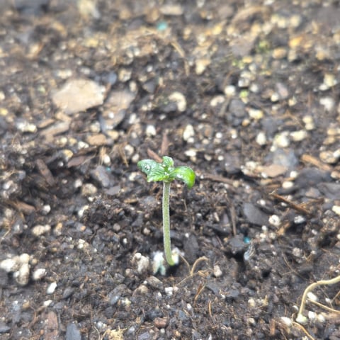Lemon Mandrin — seedling_rooting, day 1