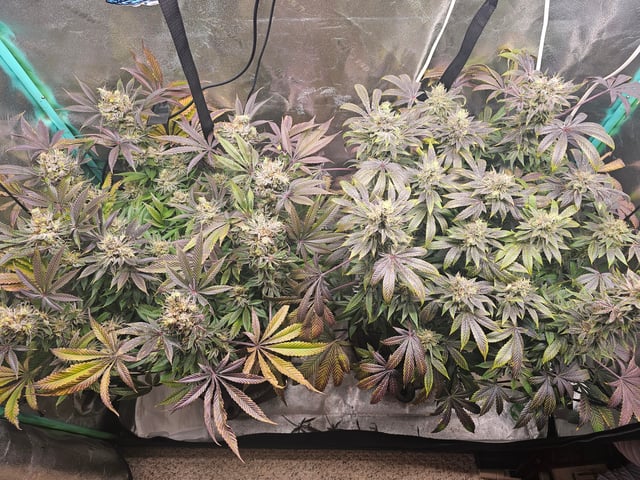 first grow — flower, day 112