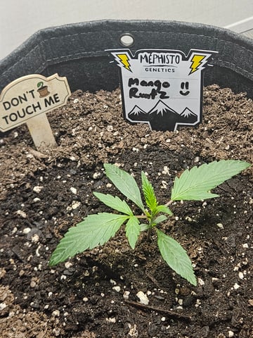 Mango Runtz — seedling_rooting, day 22