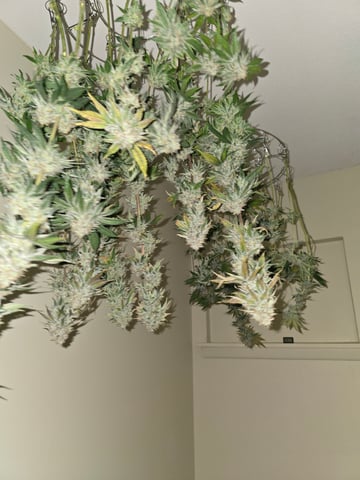 Northern lights #10 (Alaska) — harvest, day 83