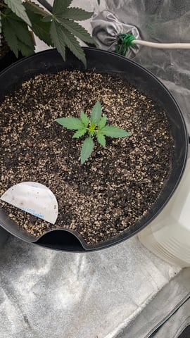 Mixed Grow — grow_setup, day 35