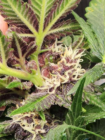 Autoflower grow. my first grow  — flower, day 68