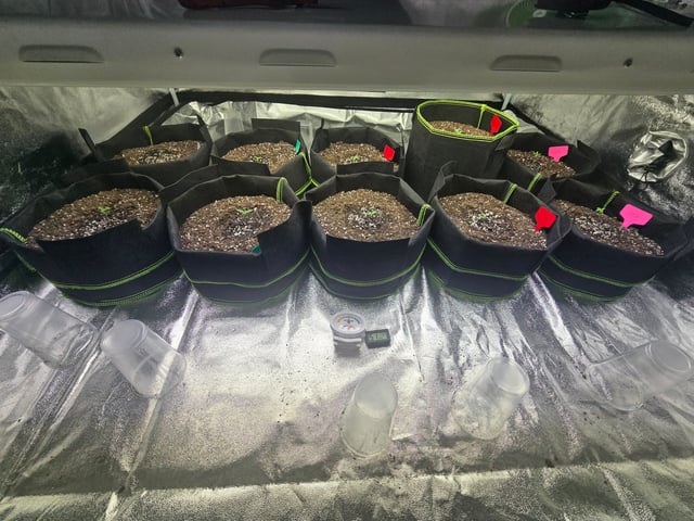 2nd Autoflower Indoor Grow — seedling_rooting, day 8
