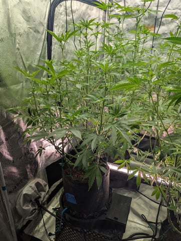 EG/SM/SG/CW — flower, day 78