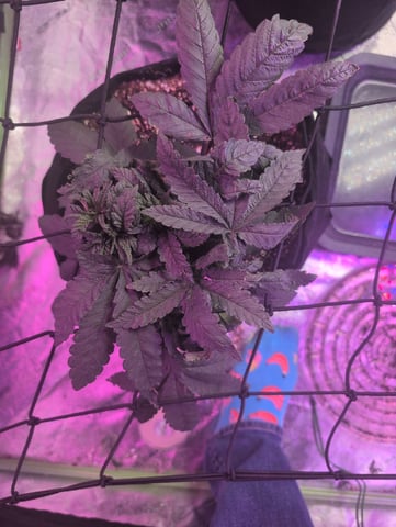 2025-26 — vegetative, day 28