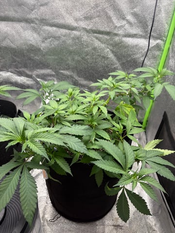 grow tent  — vegetative, day 7