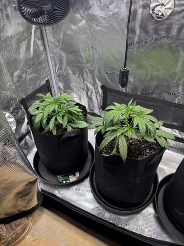 wedding cake auto FIRST GROW! — vegetative, day 27