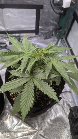 Grow 1 — vegetative, day 28