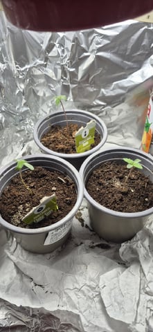 3x Strains — seedling_rooting, day 10