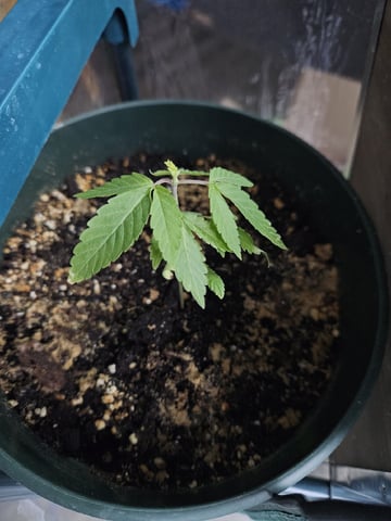 Double Kush (Zac) — vegetative, day 58