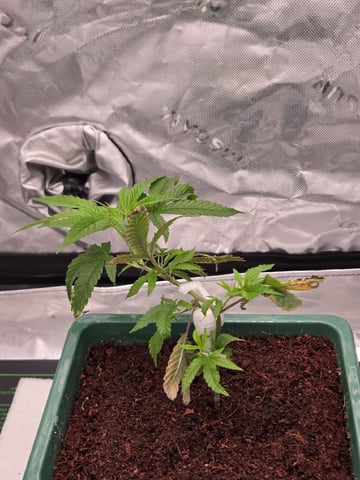 Funk Mtn (Mother) — vegetative, day 14