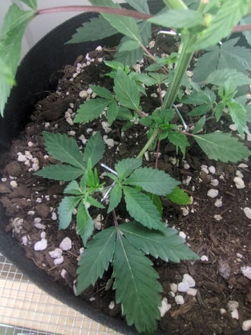 Audrey III — vegetative, day 66
